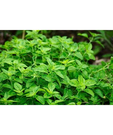 Buy 200g Oreegano by Flora Blossom | Fresh & Aromatic Cooking Spice | No Additives | International Shipping Available - Buy Online on GoSupps.com