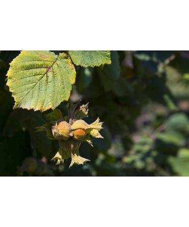 Organic Blanched Roasted Hazelnuts  1 Pound  Non-GMO  Dry Roasted Filberts  No Skin  Whole Nuts  Unsalted  Kosher  Vegan  Bulk. Keto Snack. Great for Baking  Salads  and Granola. 1 Pound (Pack of 1) - Buy Online on GoSupps.com