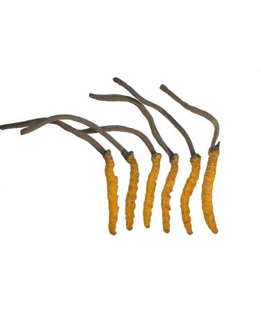 Wild Cordyceps Whole Himalyan Cordyceps Sinensis Mushroom Genuine and Very Rare High Grade Boost Energy Reduce Stress for Men and Women 3 Grams