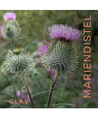 Organic Mary Thistle Capsules with Artichoke Extract - High Dose Silymarin - 120 Vegan Capsules for 60 Days - Buy Online on GoSupps.com