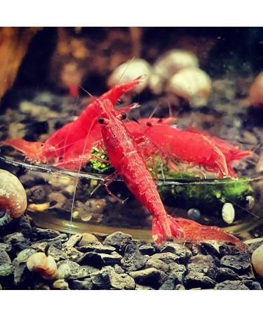 GARNELEN4YOU Feed Line Allrounder Bundle Premium Shrimp Food Sustainable Packaging Made in Germany Hokkaido Nettle Dandelion for Shrimps Crayfish and Snails - Buy Online on GoSupps.com