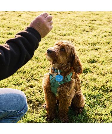 Sturdy Stainless Steel Engraved Dog Tags for Pets - Personalized Pet ID Name Tag for Cats & Dogs - Double Sided Deep Engraving - Small & Cute Cat Tag - Buy Online on GoSupps.com