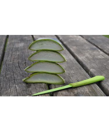 Buy Organic Aloe Vera Barbadensis Leaves - Health Benefits 2-Pack - Worldwide Shipping - Buy Online on GoSupps.com