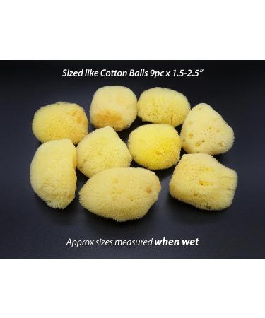 Natural Sea Silk Sponges 12pk | Size 1.5-3 | Cosmetic Use, Makeup Application & Removal | Face & Eye Cleaning | Luxury Gift Bag by Constantia Beauty - Buy Online on GoSupps.com