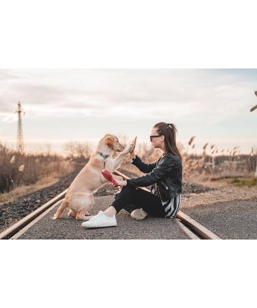 ZAS Dog Clicker Training Set - Lightweight and Durable with Wrist Strap Pack of 4 for Clicker Dog Training Cat and Bird Training - Buy Online on GoSupps.com