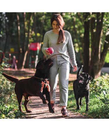 Pawital Belly Champ - Natural Dog Treats with Wild Salmon | Probiotics for Digestive Health & Immunity | 30 Premium Snacks - Buy Online on GoSupps.com