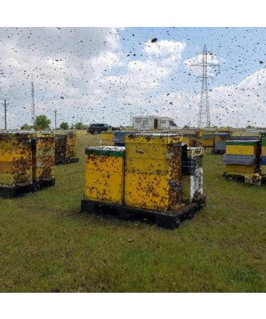 Premium Acacia Honey Sticks - Straight from the hive - Great Taste Pure and Natural Honey from Romania 20 portions x 12g 240g - Buy Online on GoSupps.com