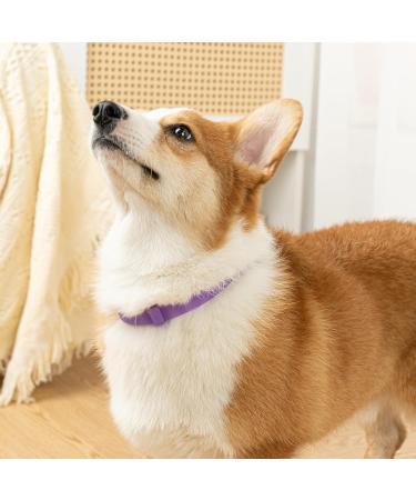 Dog Repellent Treatment Dog Repellent Collars Adjustable Small-Medium-Large Dog Repellent Collar Natural Repellent Collar for Dogs Waterproof Reflective Dog Repellent (Single Pack Purple) Single Pack Dog Purple - Buy Online on GoSupps.com