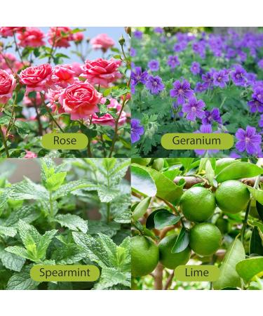 Relaxcation Heart Chakra Blend Oil | Infused with Rose Lavender Geranium | Botanical Oil for Inner Calm & Emotional Release | Helps Ease Overthinking & Restore Balance | Vegan (4 oz) 4 Fl Oz (Pack of 1) - Buy Online on GoSupps.com