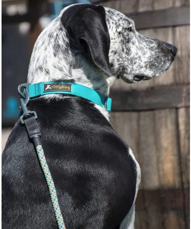 OllyDog Mountain Leash | Climbing-Inspired Rope Dog Leash 5ft | Padded Handle | Dog Accessories - Buy Online on GoSupps.com