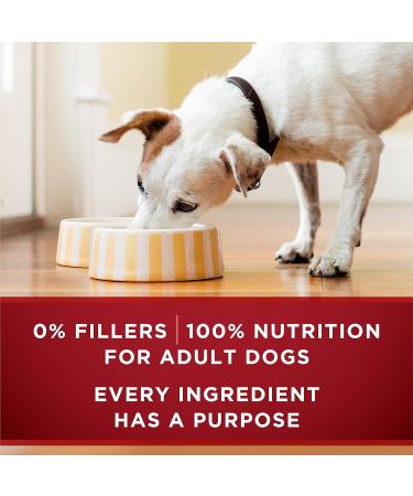 Purina ONE Classic Ground True Instinct Wet Dog Food Turkey & Venison - 368 g Can (12 Pack) - Buy Online on GoSupps.com