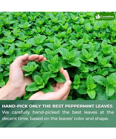 Lavendium Premium 55 Peppermint Tea Bags 100% Natural & Pure Peppermint Leaves. Loose Leaf Peppermint Herbal Tea. Peppermint Leaf Tea. No Sugar No Caffeine No Gluten Vegan. Peppermint 55 Bags - Buy Online on GoSupps.com