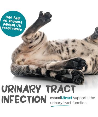 maxxipaws maxxiUtract Urinary and Bladder Supplement for Cats to help Prevent UTI Recurrence and Support Optimum Urinary Tract Health Cranberry Powder 60g 60 g (Pack of 1) - Buy Online on GoSupps.com
