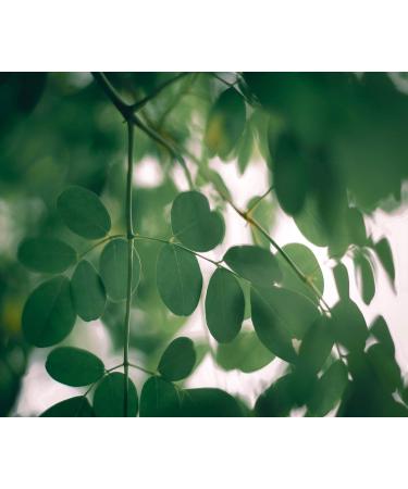 Greenendoor Organic Moringa Oil - Cold-Pressed Vegan 30ml | Anti-Aging Skin & Hair Repair | Natural Perfume-Free Body Oil - Buy Online on GoSupps.com