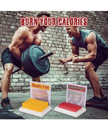 SimCoach 1 Lb Human Body Fat & Muscle Replica for Fitness Motivation | Nutritionist & Athlete Muscle Fat Model - Buy Online on GoSupps.com