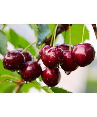 Organic Dried Sour Cherries 2 Pounds - Non-GMO Raw Fruit | Sun-Dried & Unsweetened Prunus Cerasus - Vegan & Kosher Bulk Option - Buy Online on GoSupps.com