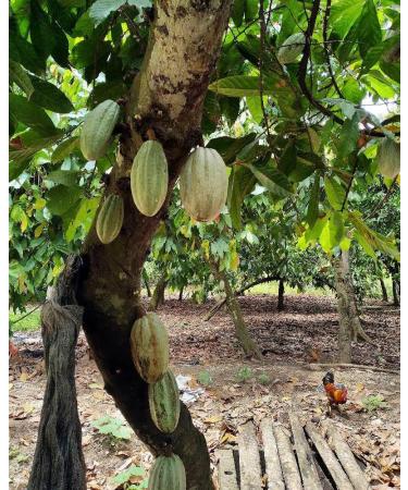 Buy Generic Gres Cacao - Authentic Haitian Cocoa Butter - 2 Oz - International Shipping Available - Buy Online on GoSupps.com