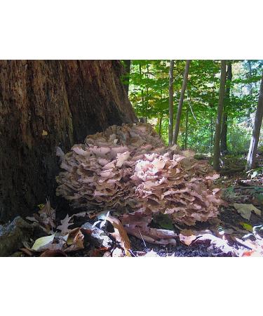 Hen of the Woods mushroom powder (Grifola frondosa) 200 capules . 500 mg each capsule