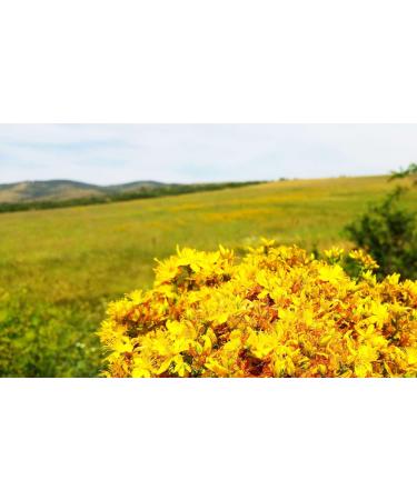 100% Natural Honey Of Wildflower 1.6Kg - Buy Online on GoSupps.com