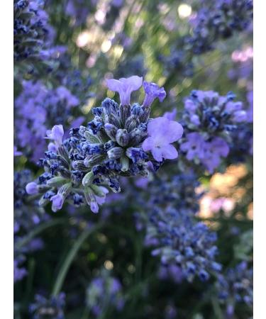 Natural Organic Non Deoiled Rose Water With Lavender 100mL - Buy Online on GoSupps.com
