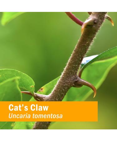 Herb Pharm Cat's Claw Extract - Immune System Support - 4 Ounce - Buy Online on GoSupps.com