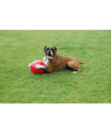 Buy Boomer Ball - Almost Indestructible Dog Toy for Energetic Dogs | Water Swim-Friendly | Durable & Robust (10cm Blue/Red) - International Shipping Available - Buy Online on GoSupps.com