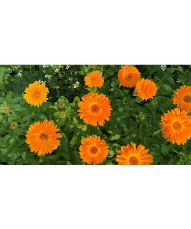 FLORA Organic Calendula & Chamomile Infused Sweet Almond Oil - 100% Pure Moisturizer for Dry Skin | Made in Canada | 1.7fl oz - Buy Online on GoSupps.com