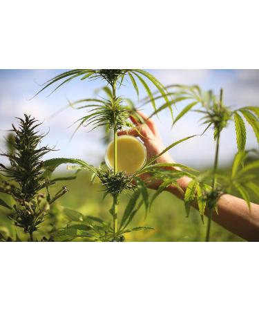 HOWND Skin Nose & Paw Balm with Hemp Seed Oil & Sun Protection - Vegan, Unscented, Fast-Absorbing - 50g - Buy Online on GoSupps.com