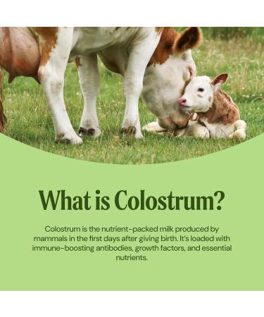 Mayfair Naturals Grass-Fed Bovine Colostrum Supplement with Matcha Green Tea Powder for Kids & Adults Immune System Support Gut Health and Muscle Recovery 60 Servings - Buy Online on GoSupps.com