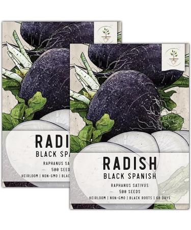 Seed Needs, Black Spanish Radish Seeds - 500 Heirloom Seeds for Planting Raphanus sativus - Cool Weather Crop, Non-GMO & Untreated for an Outdoor Garden (2 Packs)