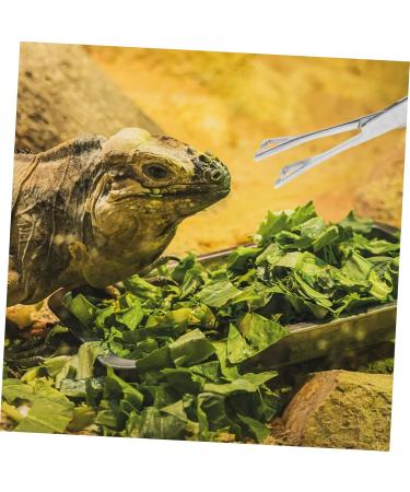 Kisangel Reptile Feeding Clip Terrarium Supplies Snake Tank Accessories Stainless Steel Silver - Buy Online on GoSupps.com
