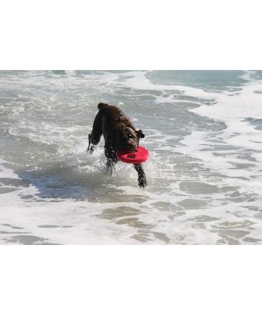 ROGZ RF01-C Red Flying Object Dog Throwing Disc Toy | Durable Frisbee for Dogs | Perfect for Outdoor Play - Buy Online on GoSupps.com