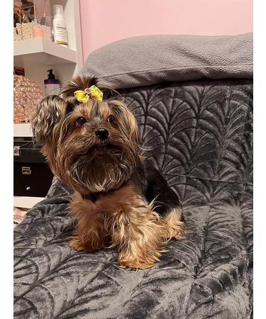 JpGdn 24Pcs/12Pairs Dog Hair Bows with Rubber Band Autumn Sunflower Pattern for Girls Female Cat Rabbit Puppy Poodle Top Knot Elastic Hair Bowknot Grooming Accessories Attachment Sunflower Autumn 24 - Buy Online on GoSupps.com