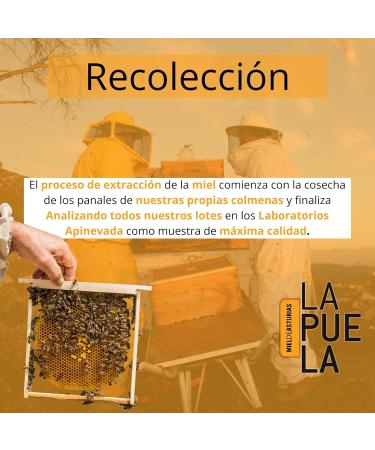 LAPUELA Honey pot made from heather honey Honey of natural origin from Asturias intense and persistent aroma pack 2 750 g Pack 2 750gr 7500 - Buy Online on GoSupps.com