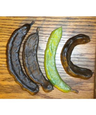 PLAT Firm SEMI DI GERMINAZIONE: 4 Unzen: caroube et baccelli Samen Ganz gearbeiteten Sauvage St. Johns Brot Roh Schokoladengeschmack - Buy Online on GoSupps.com