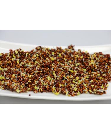 Organic Broccoli Sprouts 200g | Premium Broccoli Seeds for Growing Healthy Sprouts - Fast International Shipping - Buy Online on GoSupps.com