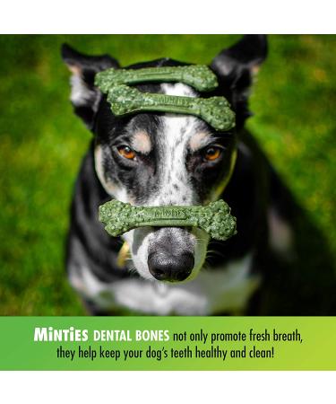 Minties VetIQ Dental Bone Treats for Medium/Large Dogs | Mint Chews, 32oz - Buy Online on GoSupps.com