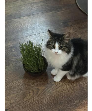 Organic UK Grown Cat Grass Seeds 150g - Indoor and Outdoor Use for Cats - Buy Online on GoSupps.com