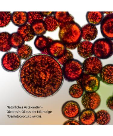 Effective Nature High-Dose Astaxanthin Drops - 12 mg Astaxanthin 50 ml with Pipette | Premium Liquid with High Bioavailability for Ultimate Health - Buy Online on GoSupps.com