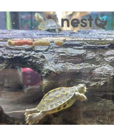nestQ Water Turtle Food - Complete Feed for Aquatic Turtles - Tasty Pellets 200g for Balanced Nutrition Made From Fish - Buy Online on GoSupps.com