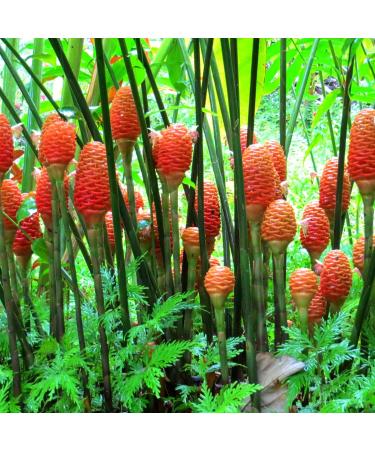 Shampoo Ginger Lily Plant Rhizomes - Red Pinecone Ginger Roots (5 Pack) - Buy Online on GoSupps.com