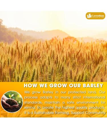 Lavendium Premium 75 Barley Tea Bags 100% Natural & Pure from Barley. Loose Barley Herbal Tea. Made with Natural Material Tea Bags. No Sugar No Caffeine No Gluten Vegan. - Buy Online on GoSupps.com