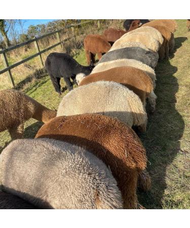 Bird Nesting Material (Alpaca Fibre) Wool Natural Organic - Buy Online on GoSupps.com
