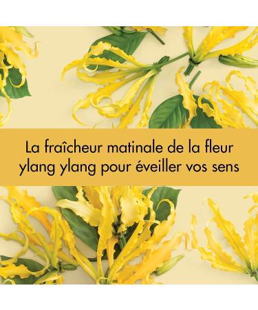 Love Beauty & Planet D odorant Femme Vegan Bille Energie Extrait Naturel d'Ylang Ylang et Huile de Coco Bio Certifi Vegan 50ml-Lot de 3 - Buy Online on GoSupps.com