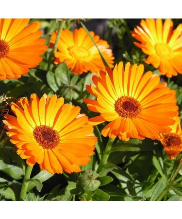 Shwally Baby Butt Cream - Seed-Oil Free Diaper Rash Relief with Grass Fed Tallow & Non-Nano Zinc - Buy Online on GoSupps.com