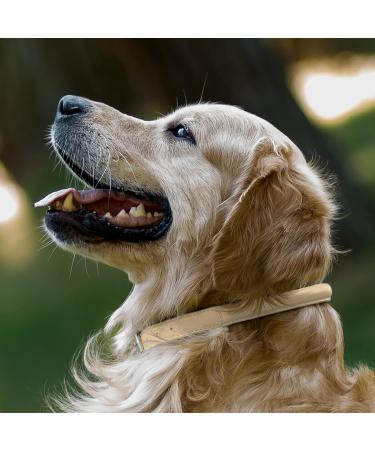 Collardirect Round Leather Dog Collar | Handmade Soft Padded Rolled Collar for Dogs & Cats - 15-18 cm - Black Pink Red Purple Blue Beige - Buy Online on GoSupps.com