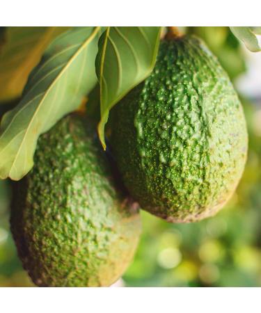 Naissance Avocado Oil (No. 231) - 225 ml - For Dry Hair Face Body Beard - Natural Unrefined and Cold Pressed - Buy Online on GoSupps.com