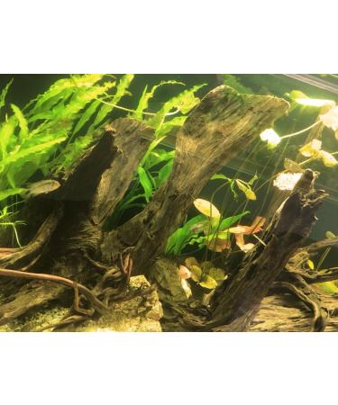 TM Aquatix MANGROVE AQUARIUM WOOD ROOT (x1) - SIZE 15-20cm - (IWAGUMI AQUASCAPING BOGWOOD DRIFTWOOD) - Buy Online on GoSupps.com