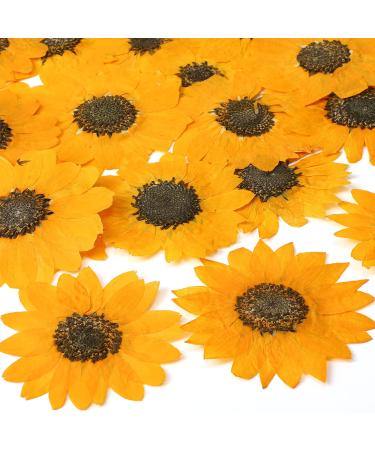 48 Pcs Pressed Flowers for Crafts Dried Pressed Sunflowers for Resin Mini  Real Nature Dried Sunflowers Bulk Yellow Dried Sunflower Petals for Jewelry  Candle Soap Making DIY Art Scrapbooking Supplies