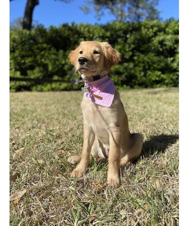 Lionet Paws Dog Bandana | Triangular Headscarf for Small Medium & Large Dogs | Pink Checkered | Pack of 1 - Buy Online on GoSupps.com